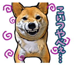 Funny face Japanese Shiba inu sticker sticker #12434745