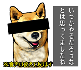 Funny face Japanese Shiba inu sticker sticker #12434746