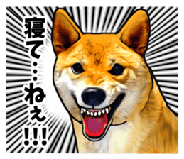 Funny face Japanese Shiba inu sticker sticker #12434747