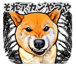 Funny face Japanese Shiba inu sticker sticker #12434749