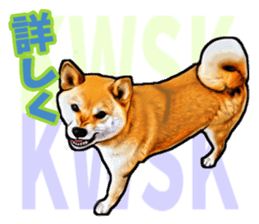 Funny face Japanese Shiba inu sticker sticker #12434750