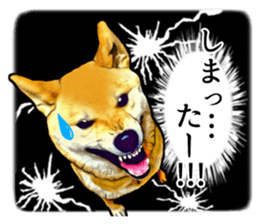 Funny face Japanese Shiba inu sticker sticker #12434752