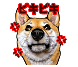Funny face Japanese Shiba inu sticker sticker #12434753