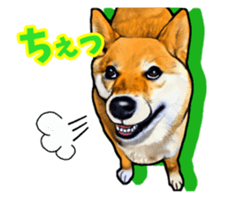 Funny face Japanese Shiba inu sticker sticker #12434754