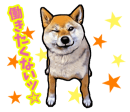Funny face Japanese Shiba inu sticker sticker #12434755