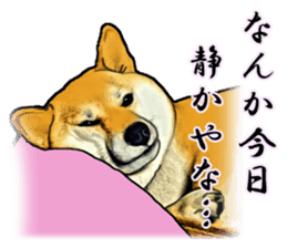 Funny face Japanese Shiba inu sticker sticker #12434756