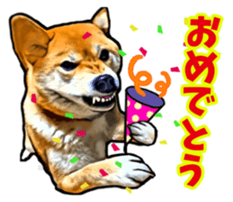 Funny face Japanese Shiba inu sticker sticker #12434757