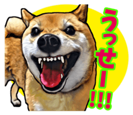 Funny face Japanese Shiba inu sticker sticker #12434758