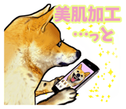 Funny face Japanese Shiba inu sticker sticker #12434761