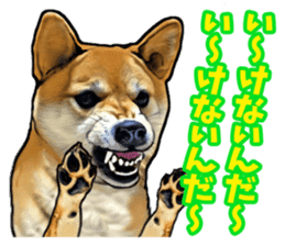 Funny face Japanese Shiba inu sticker sticker #12434762