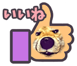 Funny face Japanese Shiba inu sticker sticker #12434765