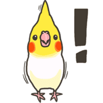 Cockatiel and Grey Parrot 2 sticker #12467704