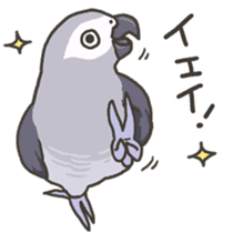 Cockatiel and Grey Parrot 2 sticker #12467707