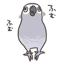 Cockatiel and Grey Parrot 2 sticker #12467719