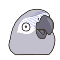 Cockatiel and Grey Parrot 2 sticker #12467729