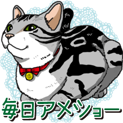 Daily American Shorthair