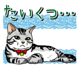 Daily American Shorthair sticker #12496623