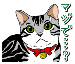 Daily American Shorthair sticker #12496624