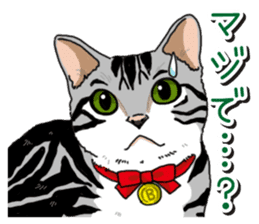 Daily American Shorthair sticker #12496624