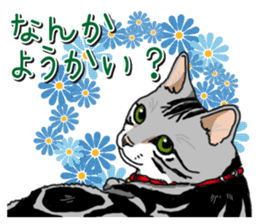 Daily American Shorthair sticker #12496625