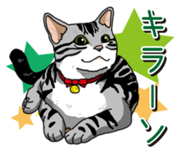 Daily American Shorthair sticker #12496628