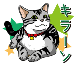 Daily American Shorthair sticker #12496628