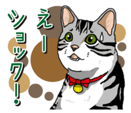 Daily American Shorthair sticker #12496629