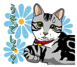 Daily American Shorthair sticker #12496630