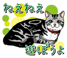Daily American Shorthair sticker #12496633