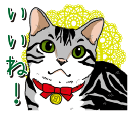 Daily American Shorthair sticker #12496634