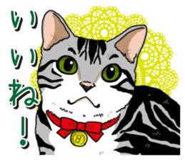 Daily American Shorthair sticker #12496634