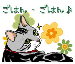 Daily American Shorthair sticker #12496635