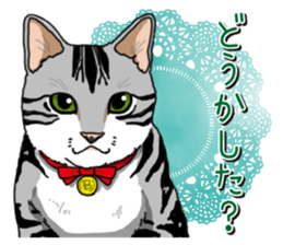 Daily American Shorthair sticker #12496638