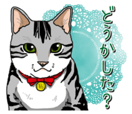 Daily American Shorthair sticker #12496638
