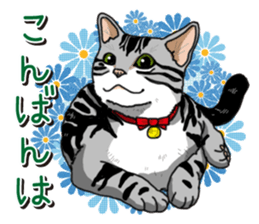 Daily American Shorthair sticker #12496639