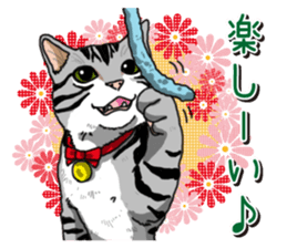 Daily American Shorthair sticker #12496641