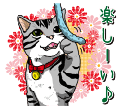 Daily American Shorthair sticker #12496641