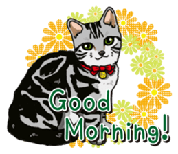 Daily American Shorthair sticker #12496642