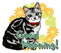 Daily American Shorthair sticker #12496642
