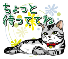 Daily American Shorthair sticker #12496643