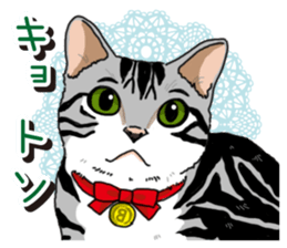 Daily American Shorthair sticker #12496644