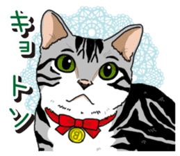 Daily American Shorthair sticker #12496644
