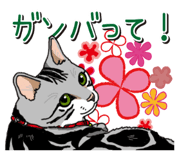 Daily American Shorthair sticker #12496645