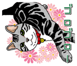 Daily American Shorthair sticker #12496646