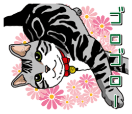 Daily American Shorthair sticker #12496646