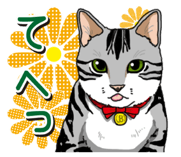 Daily American Shorthair sticker #12496647