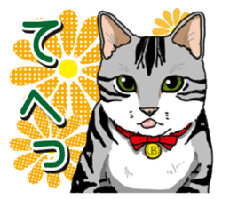 Daily American Shorthair sticker #12496647