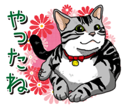 Daily American Shorthair sticker #12496648