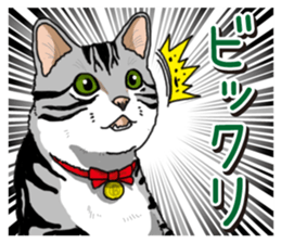 Daily American Shorthair sticker #12496649