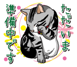 Daily American Shorthair sticker #12496650